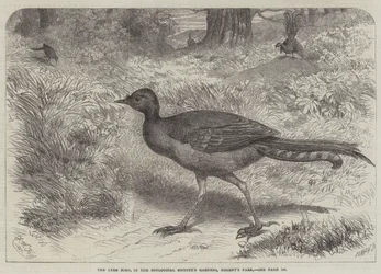De Lier Vogel, in de Tuinen van de Zoological Society, Regent